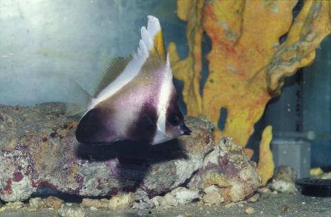 image Pez mariposa estandarte (Heniochus varius)