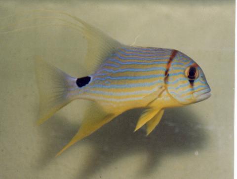image Pez pirata (Symphorichthys spilurus)