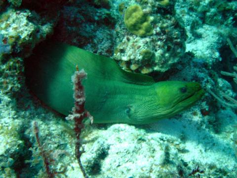 image Morena (Muraena helena)