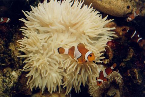 image Pez payaso pércula en anémona (Amphiprion ocellaris)