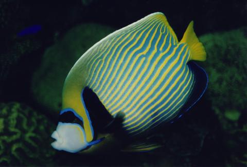 image Pez ángel emperador (Pomacanthus imperator)