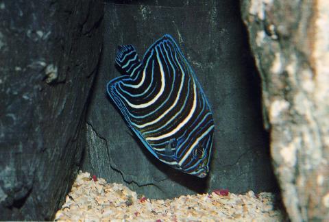 image Pez ángel juvenil (Pomacanthus semicirculatus)