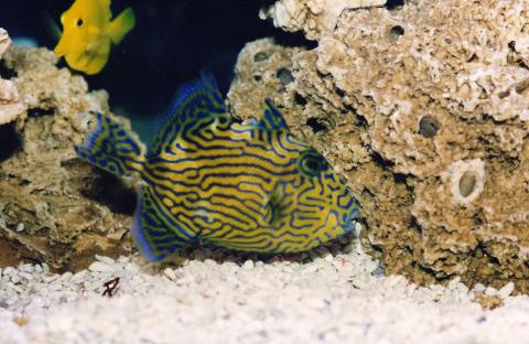 image Pez ballesta (Pseudobalistes fuscus)