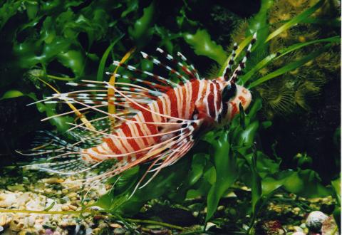 image Pez león de aletas moteadas (Pterois antennata)