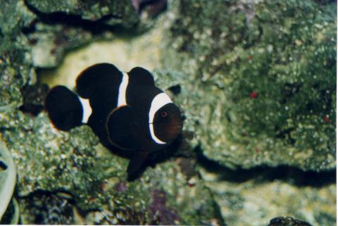 image Pez payaso (Premnas biaculeatus)