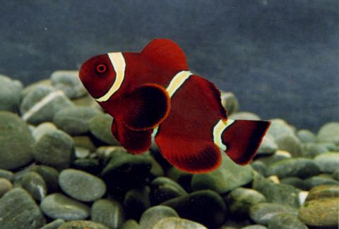 image Pez payaso (Premnas biaculeatus)