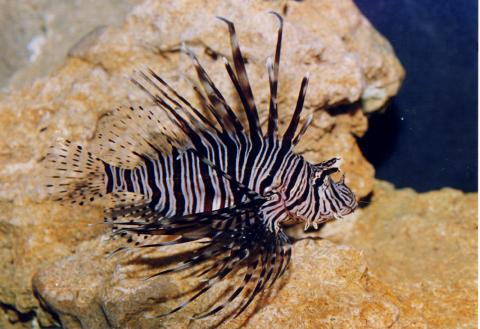 image Pez léon común (Pterois volitans)