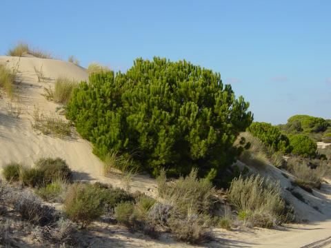 image Duna móvil enterrando un pino piñonero, Parque Nacional de Doñana, Huelva