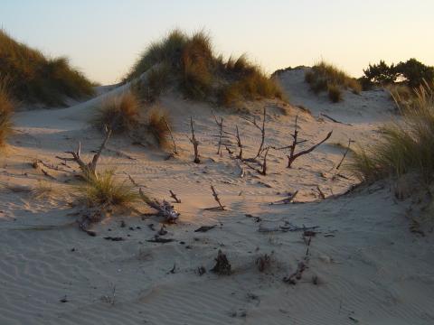 image Campo de cruces, Parque Nacional de Doñana, Huelva
