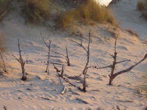 image Campo de cruces, Parque Nacional de Doñana, Huelva
