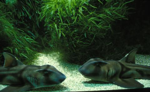 image Tiburón de Port Jackson (Heterodontus portusjacksoni)