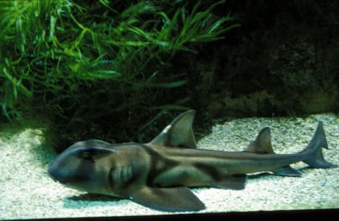 image Tiburón de Port Jackson (Heterodontus portusjacksoni)