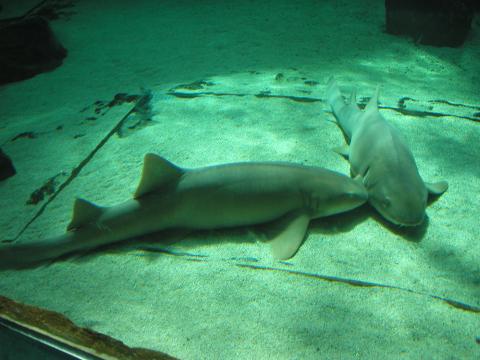 image Tiburón nodriza (Ginglymostoma cirratum)