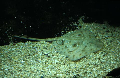 image Raya mosaico (Raja undulata)