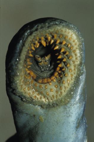 image Lamprea marina (Petromyzon marinus)