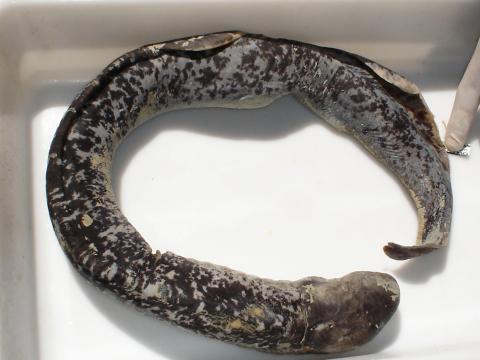 image Lamprea marina (Petromyzon marinus)