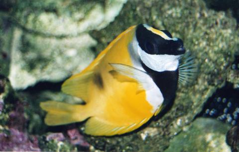 image Pez cara de zorro (Siganus vulpinus)