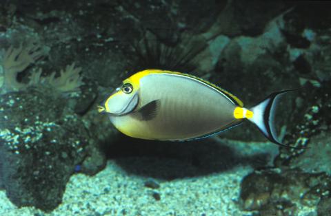 image Pez unicornio de costillas amarillas (Naso lituratus)