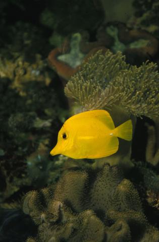 image Pez cirujano amarillo (Zebrasoma flavescens)