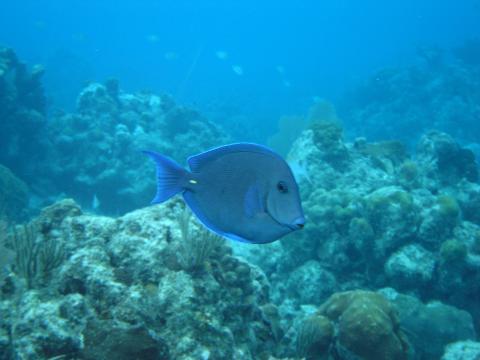image Pez cirujano (Acanthurus sp.)