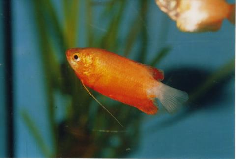 image Colisa roja (Colisa chuna)