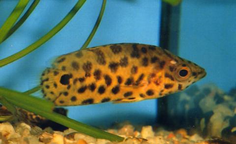 image Perca trepadora tigre (Ctenopoma tigre)