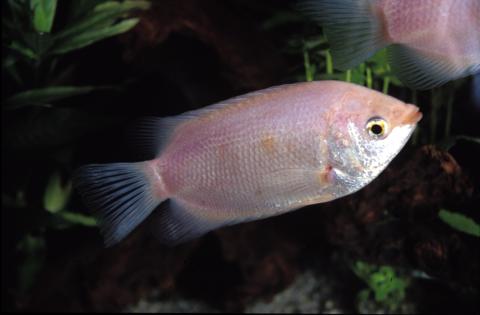 image Besucón (Helostona sp.)