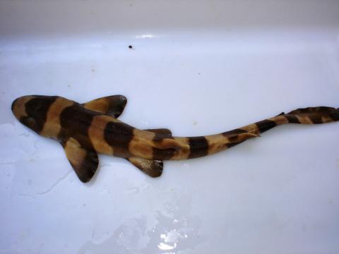 image Tiburón junco (Chyloscilium punctatum)