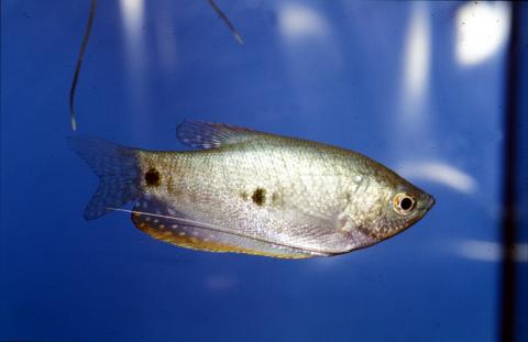 image Gurami azul (Trichogaster trichopterus)