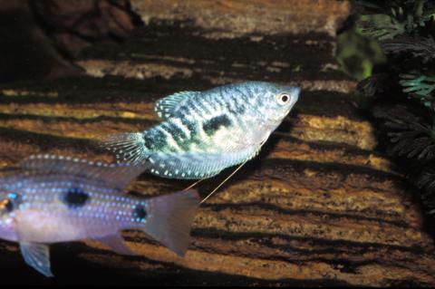 image Gurami cosbi (Trichogaster cosbi)