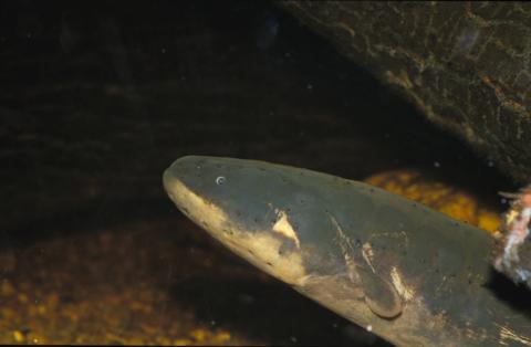 image Anguila eléctrica (Electrophorus electricus)