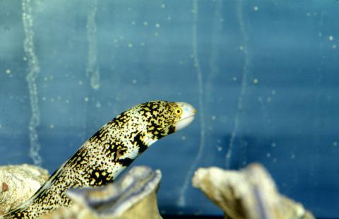 image Morena (Echidna sp.)