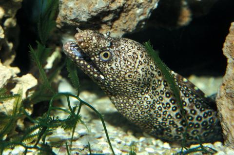 image Morena (Gymnothorax sp.)