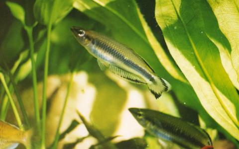 image Pez arcoiris de Madagascar (Bedotia sp.)