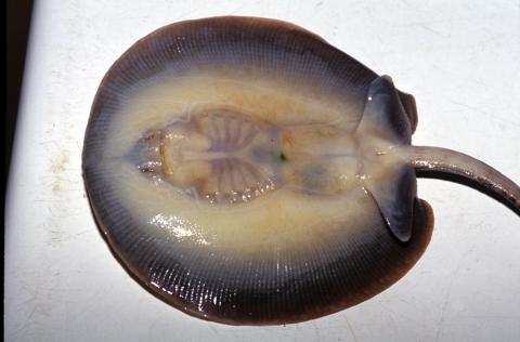 image Pastinaca (Potamotrygon sp.)