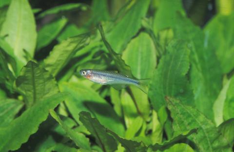 image Pez arcoiris (Telmatherina sp.)