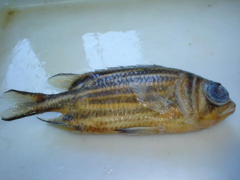 image Pez ardilla (Myripristis sp.)