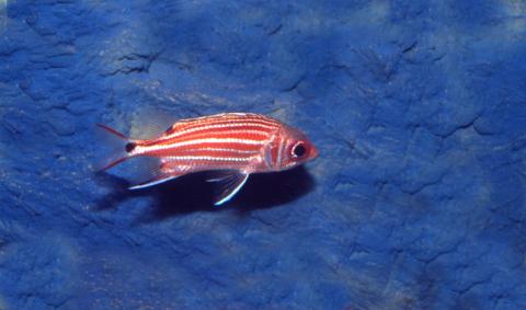 image Pez ardilla (Myripristis sp.)