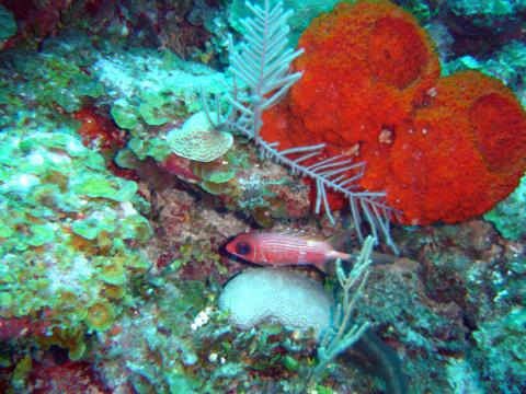 image Pez ardilla (Myripristis sp.)