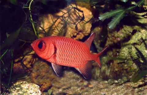 image Pez soldado (Holocentrus sp.)