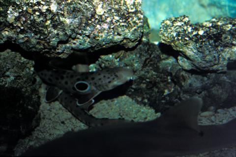 image Tiburón (Galeomorpho)