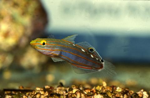 image Gobio (Amblygobius sp.)