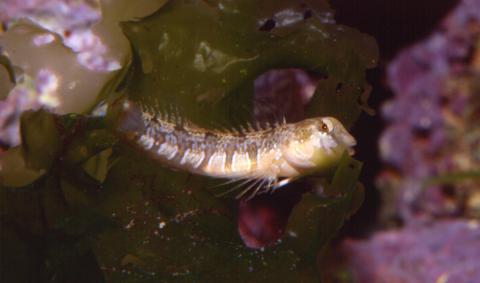 image Blenio Mediterráneo (Blénidos)