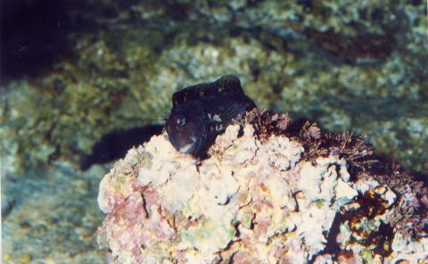 image Blenio Mediterráneo (Blénidos)