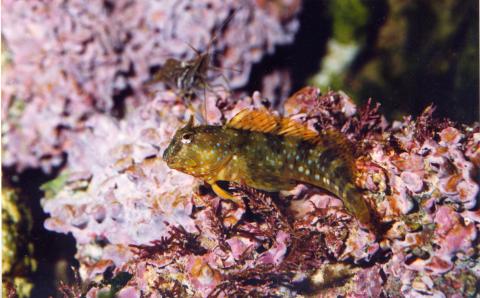 image Blenio Mediterráneo (Blénidos)