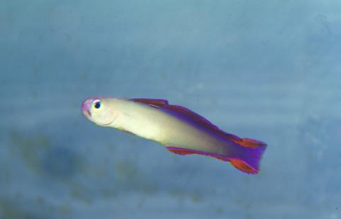 image Pez dardo decorado (Nemateleotris decora)