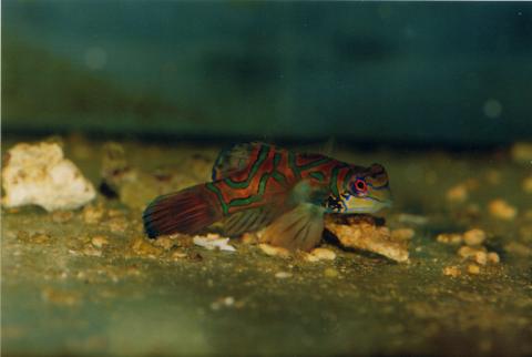 image Pez mandarín (Pterosynchiropus sp.)