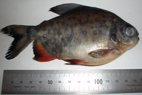 image Piraña (Colossoma sp.)