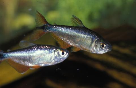 image Tetra de Buenos Aires (Hemigrammus caudovicttatus)