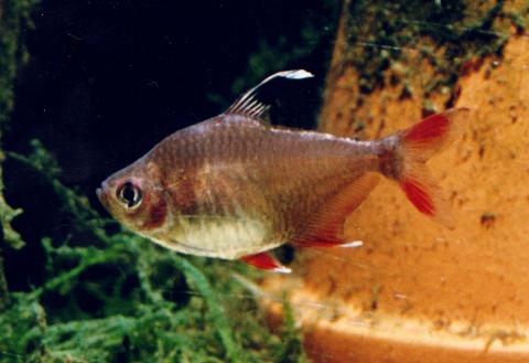 image Tetra rosado (Hyphessobrycon bentosi)